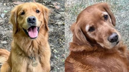 Illustration : La tranquillit&eacute; d'un petit village troubl&eacute;e par la disparition myst&eacute;rieuse de 2 chiennes, l'une d'elles refait surface 3 semaines plus tard