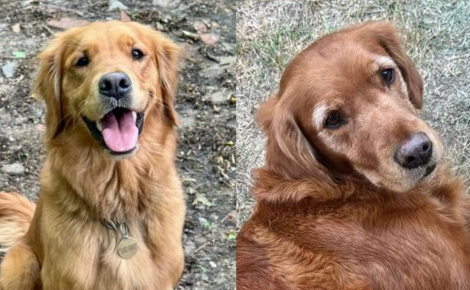 La tranquillité d'un petit village troublée par la disparition mystérieuse de 2 chiennes, l'une d'elles refait surface 3 semaines plus tard