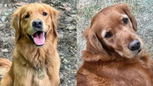 Illustration : La tranquillité d'un petit village troublée par la disparition mystérieuse de 2 chiennes, l'une d'elles refait surface 3 semaines plus tard