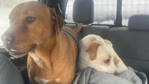 Illustration : Avec son engin, ce conducteur de chasse-neige bloque la route et secourt du froid 2 chiennes courant sur l'autoroute 