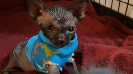 Illustration : Bless&eacute; et malade, ce Sphynx &acirc;g&eacute; de 2 semaines peut compter sur les chaussettes de ses bienfaiteurs pour se r&eacute;chauffer (vid&eacute;o)