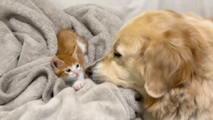 Illustration : Rejeté par sa mère ce minuscule chaton choyé par une chienne Patou attend désormais sa famille d'adoption (vidéo)