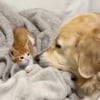 Illustration : Rejet&eacute; par sa m&egrave;re ce minuscule chaton choy&eacute; par une chienne Patou attend d&eacute;sormais sa famille d'adoption (vid&eacute;o)