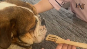 Illustration : Un chien casse le jouet d’une petite fille qui est sa meilleure amie, mais celle-ci refuse de le dénoncer bien qu’elle soit triste (vidéo)