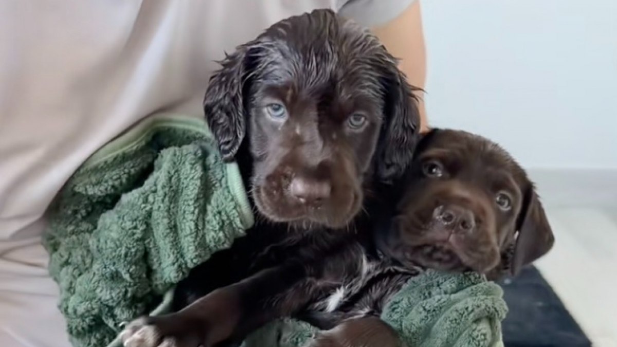 Illustration : "« Grand jour pour les petits bébés ! », un père d’accueil rassure ses chiots en prenant leur premier bain avec eux (vidéo)"