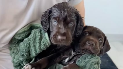 Illustration : &laquo; Grand jour pour les petits b&eacute;b&eacute;s ! &raquo;, un p&egrave;re d&rsquo;accueil rassure ses chiots en prenant leur premier bain avec eux (vid&eacute;o)