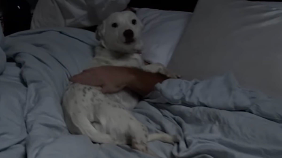 Illustration : "« Elle pourrait te piquer ton mec si elle voulait ! », chaque matin, cette chienne autrefois méfiante câline le mari de sa bienfaitrice dans son lit (vidéo)"