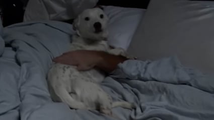 Illustration : &laquo; Elle pourrait te piquer ton mec si elle voulait ! &raquo;, chaque matin, cette chienne autrefois m&eacute;fiante c&acirc;line le mari de sa bienfaitrice dans son lit (vid&eacute;o)