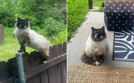 « C'était tellement beau de le voir se transformer », une femme gagne patiemment la confiance d’un chat errant et lui offre un foyer aimant (vidéo)