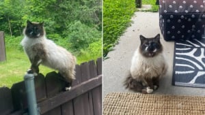 Illustration : &laquo; C'&eacute;tait tellement beau de le voir se transformer &raquo;, une femme gagne patiemment la confiance d&rsquo;un chat errant et lui offre un foyer aimant (vid&eacute;o)