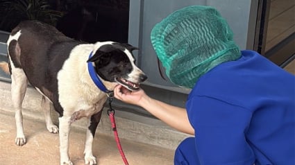 Illustration : Attaqu&eacute;e par une meute de chiens errants, cette chienne avec 30 points de suture n'a jamais perdu sa gentillesse et sa douceur (vid&eacute;o)