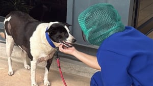 Illustration : Attaqu&eacute;e par une meute de chiens errants, cette chienne avec 30 points de suture n'a jamais perdu sa gentillesse et sa douceur (vid&eacute;o)