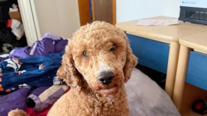 Illustration : &laquo; Maintenant, occupe-toi de tes petits-enfants ! &raquo;, une chienne fatigu&eacute;e confie ses b&eacute;b&eacute;s &agrave; sa ma&icirc;tresse, car elle a besoin d&rsquo;une pause (vid&eacute;o)