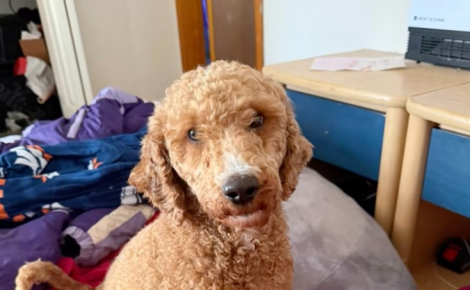 « Maintenant, occupe-toi de tes petits-enfants ! », une chienne fatiguée confie ses bébés à sa maîtresse, car elle a besoin d’une pause (vidéo)