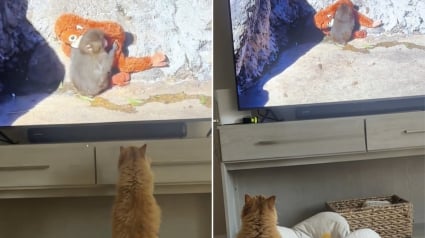 Illustration : Captiv&eacute;e par une vid&eacute;o, cette chatte semble compatir au sort de Punch, le petit singe rejet&eacute; par sa m&egrave;re (vid&eacute;o)