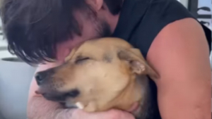 Illustration : Un chiot de sauvetage séparé de son maître 36 heures laisse éclater son bonheur en le retrouvant (vidéo)