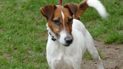 Illustration : 5 jours apr&egrave;s son enl&egrave;vement &agrave; la SPA de Poitiers par 3 individus, ce Fox Terrier malade est retrouv&eacute; sur une route