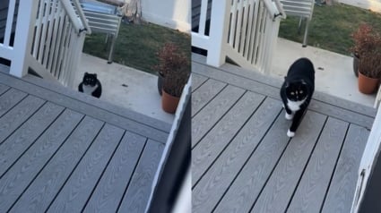 Illustration : Pour accepter de rentrer &agrave; la maison ce chat tuxedo oblige sa ma&icirc;tresse &agrave; jouer &agrave; un deux trois soleil (vid&eacute;o)