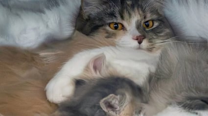 Illustration : D&eacute;couverts par hasard dans un appartement inoccup&eacute; cette chatte abandonn&eacute;e et ses 4 chatons sont heureusement sauv&eacute;s