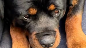Illustration : Consid&eacute;r&eacute; par beaucoup comme un &laquo; chien m&eacute;chant &raquo;, un Rottweiler surprend ses d&eacute;tracteurs en prenant peur face &agrave; un Chihuahua (vid&eacute;o)