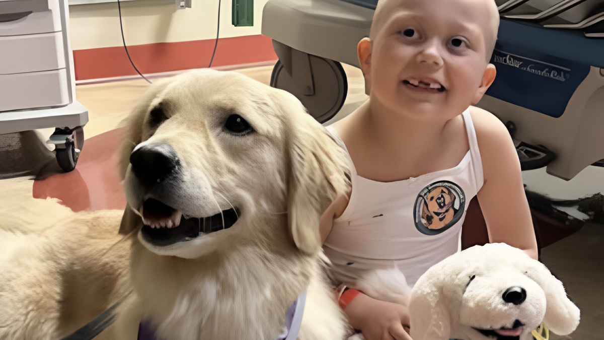 Illustration : "Avant sa lourde opération cette petite fille atteinte de leucémie retrouve le sourire grâce à 2 Golden Retrievers de thérapie (vidéo)"