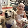 Illustration : Avant sa lourde op&eacute;ration cette petite fille atteinte de leuc&eacute;mie retrouve le sourire gr&acirc;ce &agrave; 2 Golden Retrievers de th&eacute;rapie (vid&eacute;o)