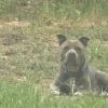 Illustration : Apr&egrave;s 3 ann&eacute;es pass&eacute;es aupr&egrave;s d&rsquo;un propri&eacute;taire maltraitant qui le laissait attach&eacute; en plein soleil, un chien prend la route vers sa nouvelle vie (vid&eacute;o)