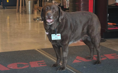 « Dites-nous qu'elle a été nommée employée du mois ! », cette chienne avec un badge professionnel fait le bonheur des clients d'un magasin (vidéo)