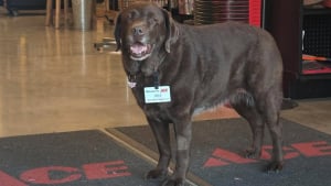 Illustration : « Dites-nous qu'elle a été nommée employée du mois ! », cette chienne avec un badge professionnel fait le bonheur des clients d'un magasin (vidéo)