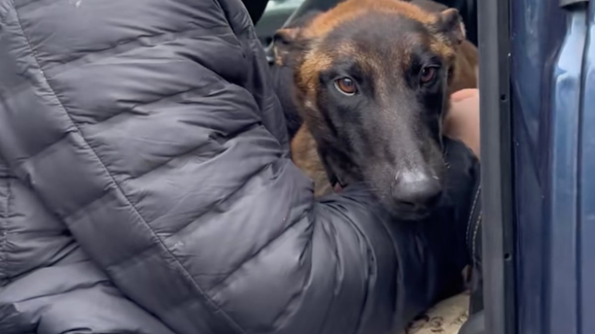 Illustration : "« Elle a commencé à nous croire », il a fallu 3 mois à cette chienne blessée par les humains pour retrouver confiance en eux (vidéo)"