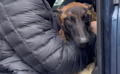 « Elle a commencé à nous croire », il a fallu 3 mois à cette chienne blessée par les humains pour retrouver confiance en eux (vidéo)