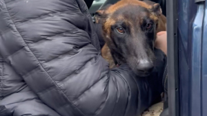 Illustration : « Elle a commencé à nous croire », il a fallu 3 mois à cette chienne blessée par les humains pour retrouver confiance en eux (vidéo)