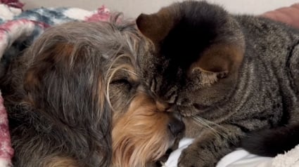 Illustration : &laquo; C'est un si bel exemple d'amour inconditionnel &raquo;, cette chatte r&eacute;conforte tendrement son ami le chien apr&egrave;s une op&eacute;ration (vid&eacute;o)