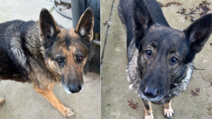 Illustration : Orphelins après le décès de leur maître vétéran, 2 Bergers Allemands séniors sont adoptés grâce aux voisins