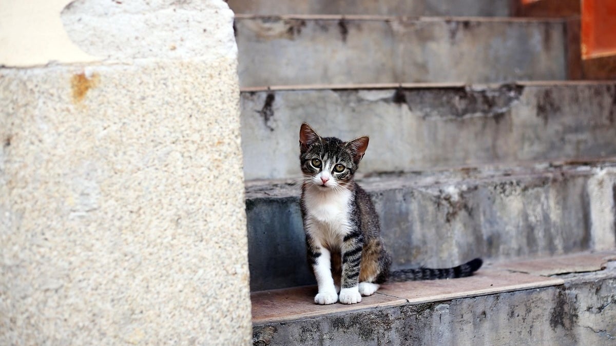 Illustration : "À l'approche des élections municipales la SPA lance une vaste pétition pour généraliser la stérilisation des chats errants"