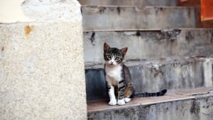 Illustration : &Agrave; l'approche des &eacute;lections municipales la SPA lance une vaste p&eacute;tition pour g&eacute;n&eacute;raliser la st&eacute;rilisation des chats errants