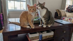 Illustration : "15 photos de chats dérangés au beau milieu d’une réunion secrète"