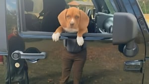 Illustration : "16 photos de chiens drôles ou insolites qui égayeront votre journée"