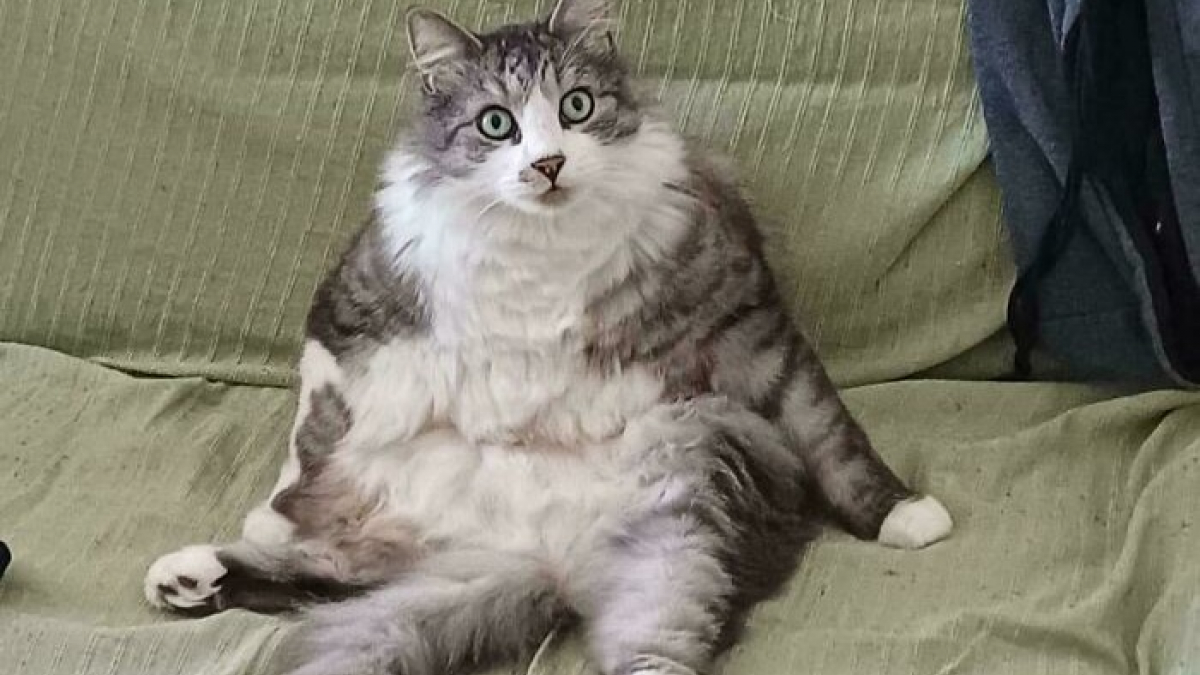 Illustration : "14 photos d’animaux maladroits et drôles qui prouvent qu’ils sont les meilleurs pour nous faire sourire"