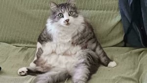 Illustration : "14 photos d’animaux maladroits et drôles qui prouvent qu’ils sont les meilleurs pour nous faire sourire"