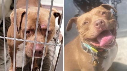 Illustration : 10 photos de chiens avant et apr&egrave;s leur adoption qui prouvent l&rsquo;importance de ce geste rempli d&rsquo;amour