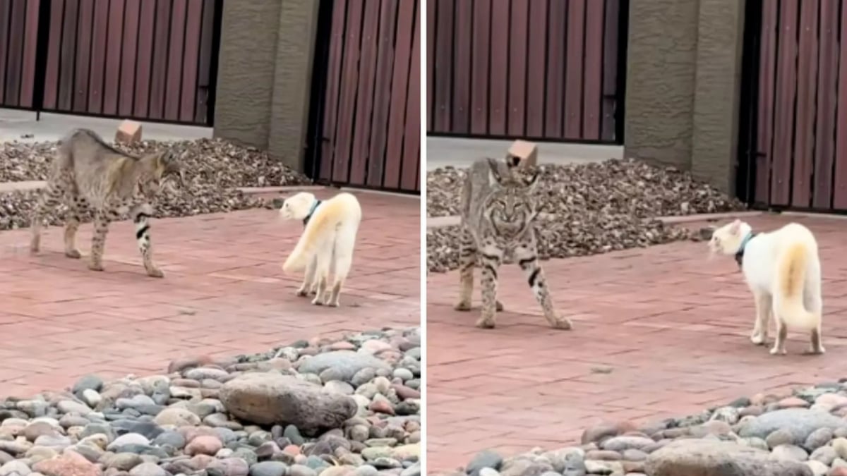 Illustration : "Un chat domestique affronte un lynx roux qui ne faisait que traverser le jardin d’une maison, et réussit à le repousser (vidéo)"