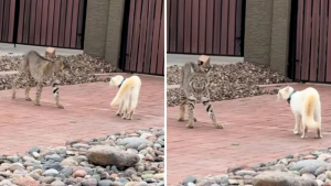 Illustration : Un chat domestique affronte un lynx roux qui ne faisait que traverser le jardin d’une maison, et réussit à le repousser (vidéo)
