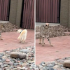 Illustration : Un chat domestique affronte un lynx roux qui ne faisait que traverser le jardin d&rsquo;une maison, et r&eacute;ussit &agrave; le repousser (vid&eacute;o)