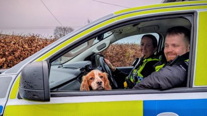 Illustration : &laquo; H&eacute;ros du jour ! &raquo;, en effectuant un simple contr&ocirc;le, la police d&eacute;couvre des armes &agrave; feu et un chien vol&eacute; 2 mois auparavant