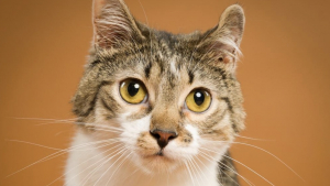 Illustration : « Il n'a jamais connu autre chose », un chat né sans pattes et malvoyant triomphe de son handicap et gagne l’amour d’une famille (vidéo)