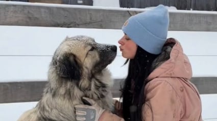 Illustration : &laquo; Honey a sauv&eacute; une vie &raquo; cette chienne Patou d&eacute;couvre un veau pr&eacute;matur&eacute; dans la neige et lui sauve la vie (vid&eacute;o)