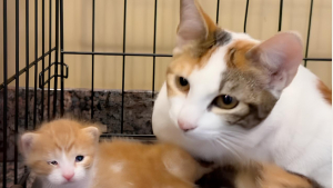 Illustration : « Nous n’avons jamais rien vu de tel », un refuge pensait sauver une mère et ses chatons, mais découvre une sœur pleine d’amour (vidéo)
