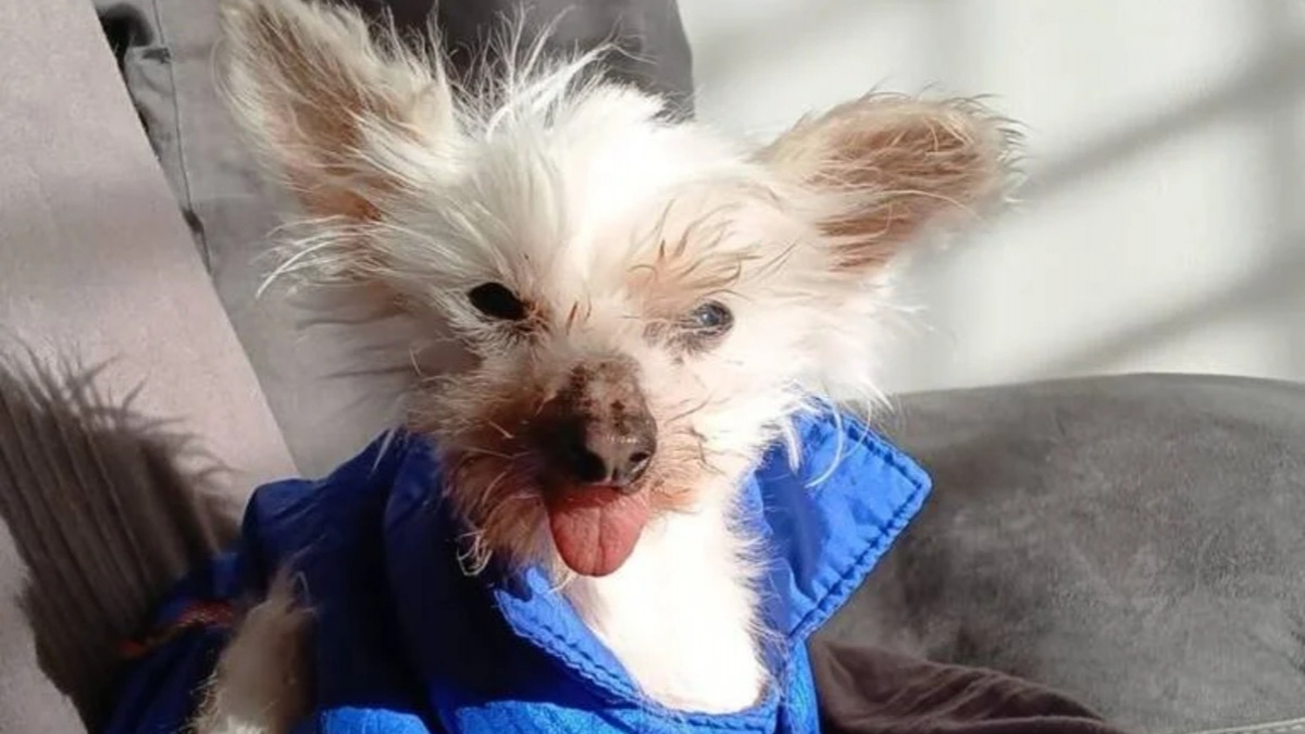 Illustration : "« Je ne pouvais pas espérer meilleure retraite », la lettre émouvante d'une chienne de 16 ans sauvée d'un élevage insalubre"