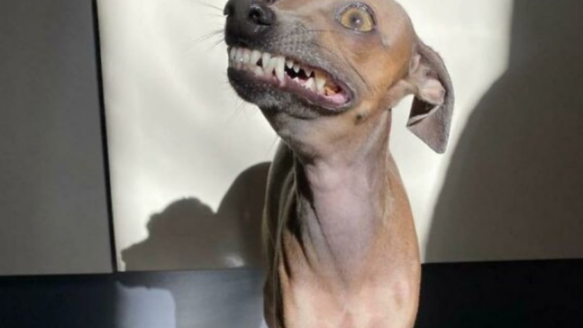 Illustration : "16 photos loufoques de chiens pour lesquels la séance photo ne s’est pas tout à fait passée comme prévu"